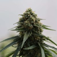 The Energizing Effects of Sativa Strains: A Guide to Uplifting Benefits