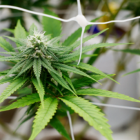 How Buying Cheap Weed Online in Canada Provides Affordable Access to Quality Cannabis