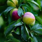 Pear, fruit, pears — Austin Harris MD on Advancing Surgical Precision With Cutting-Edge Perioperative Technology