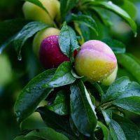 Pear, fruit, pears — Austin Harris MD on Advancing Surgical Precision With Cutting-Edge Perioperative Technology
