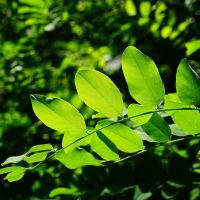 Leaves, green, ordinary robinia — Gorgeous Prostitutes Krasnodar on krasnodarfeya2
