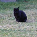 Animals, mammals, pet — KolayBet online casino Trkiye hesap ama ve dorulama.1041