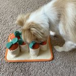 Why Smart Pet Products Are the Future of Pet Care