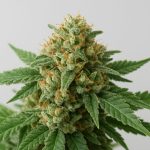 close-up of a cannabis bud with green leaves