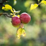 Apple new releases October
