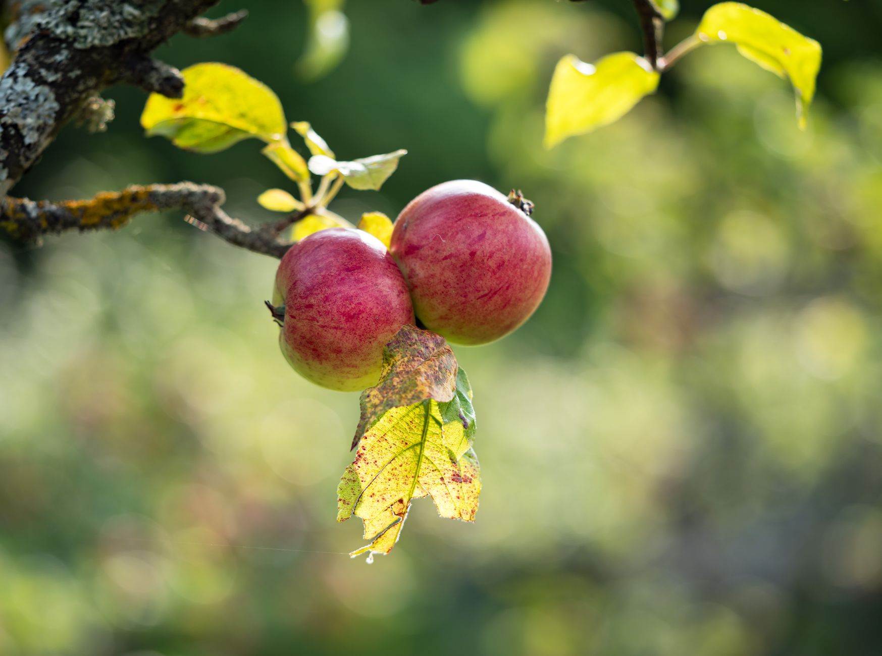 Apple new releases October