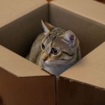 Schrödinger’s Cat theory