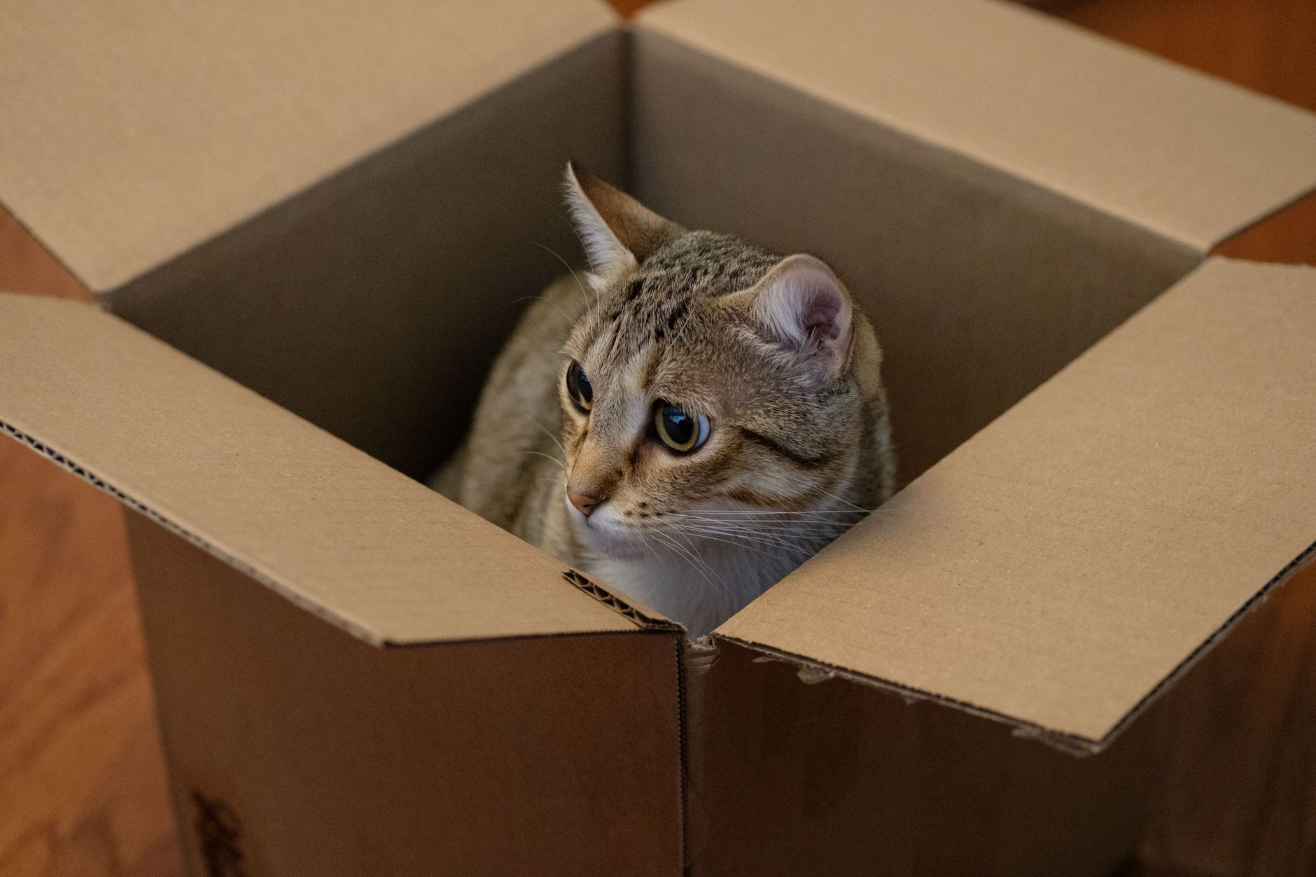 Schrödinger’s Cat theory