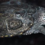 Triassic armored amphibian