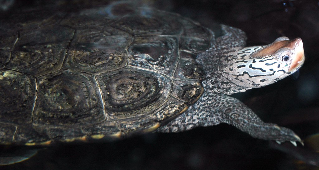Triassic armored amphibian